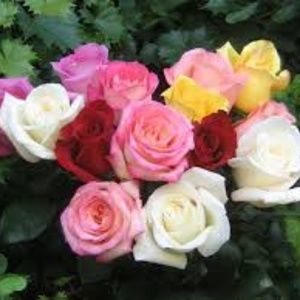 Meet your Posher, Tina